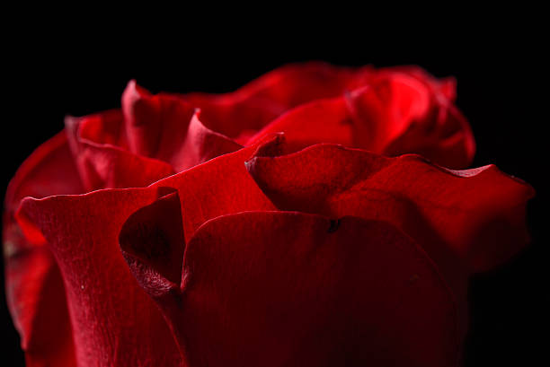 istock Close up red rose with dramatic lighting on black background 527544968
