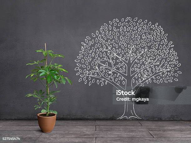 Dream Of Houseplant Being A Big Tree Stock Photo - Download Image Now - Aspirations, Change, Tree