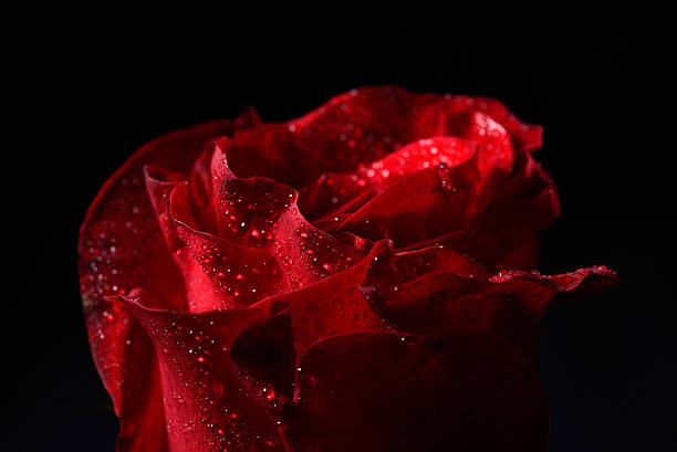 istock Macro picture of red rose with dew droplets, dramatic lighting 527545482