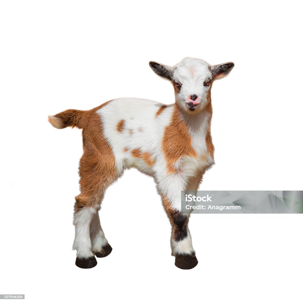 Baby goat Baby goat isolated on white. Agriculture Stock Photo