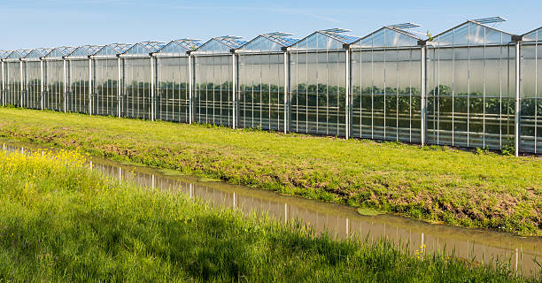 istock Modern glasshouse in the Netherlands 527547062