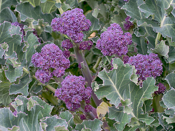 istock Purple sprouting broccoli - fresh greens in the garden. 527547624