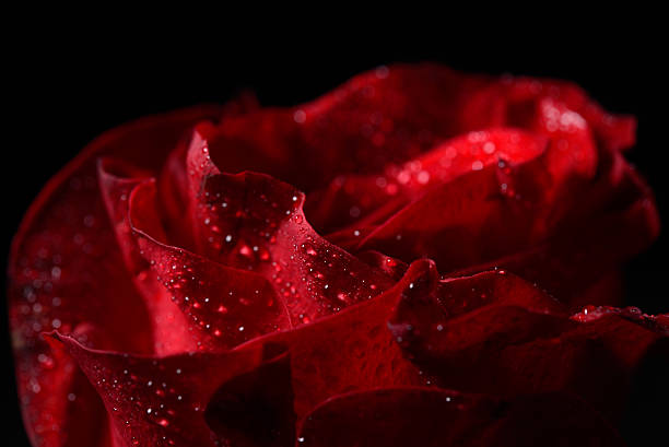 istock Macro picture of red rose with dew droplets, dramatic lighting 527548276