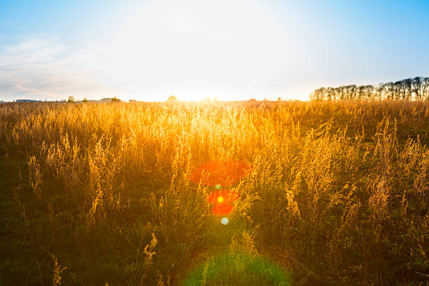 istock Yellow Field and Beautiful Sunset 527548962