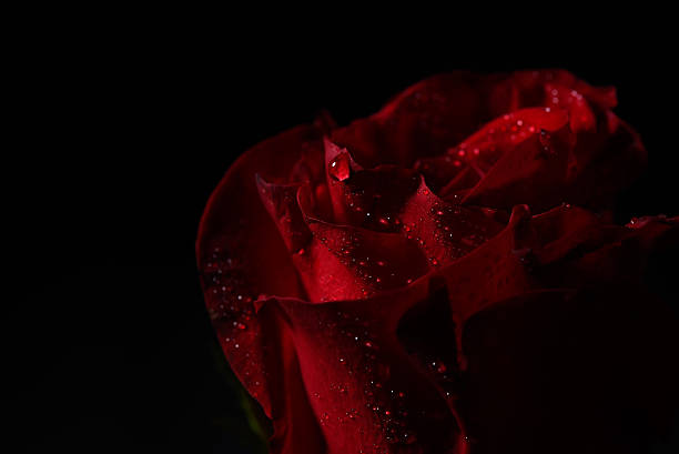 istock Macro picture of red rose with dew droplets, dramatic lighting 527549420