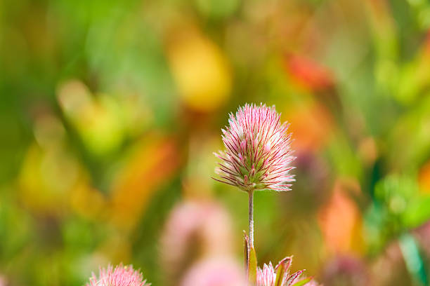 istock Trifolium arvense flower. 527549518