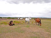 gruppe-von-wilden-pferde-ausruhen-new-forest-national-park.jpg?b=1&s=170x170&k=20&c=XhJmBfUxvHZpx2bJZf_Szi1fPac5-bP4znC5ytwwTJI=