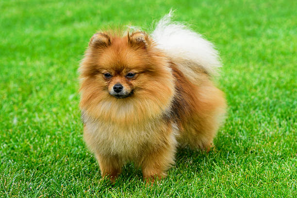 istock Miniature pomeranian spitz standing on green field. 527552852