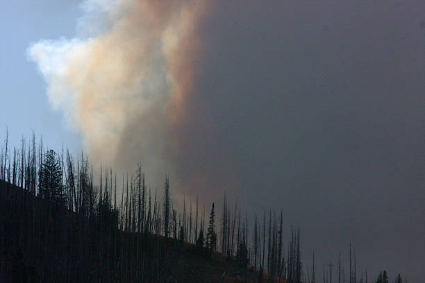 istock Forest fire Yellowstone National Park Montana 527552909
