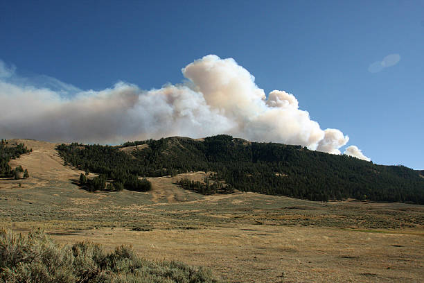 istock Forest fire Yellowstone National Park Montana 527552915