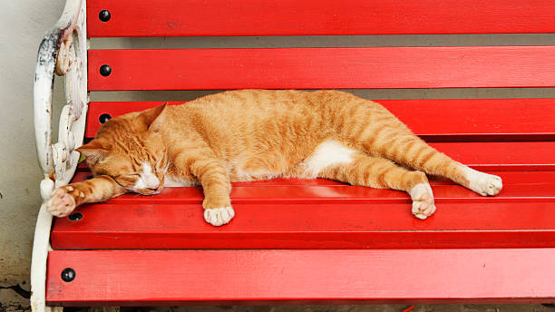 Cat sleep on red chair background stock photo