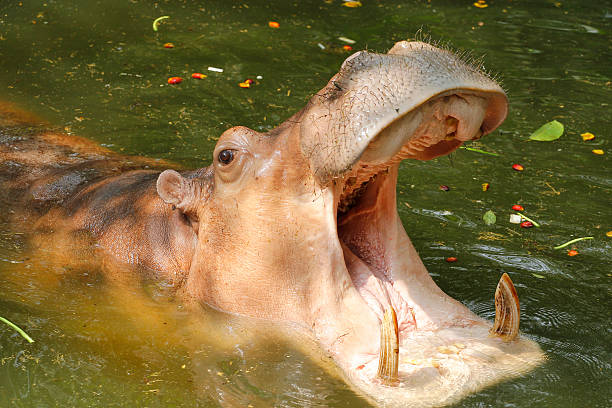 istock Adult Hippopotamus (Hippopotamus amphibius) with mouth open 527554569