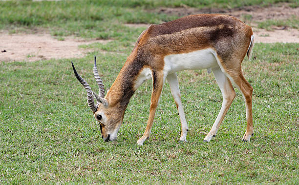 istock Thomson's gazelle eat grass 527554575