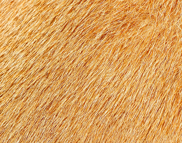 istock Close up picture , suitable as a background 527554661
