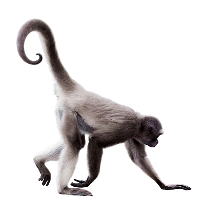 30k+ Spider Monkey Pictures | Download Free Images on Unsplash 30k+ Spider Monkey Pictures | Download Free Images on Unsplash