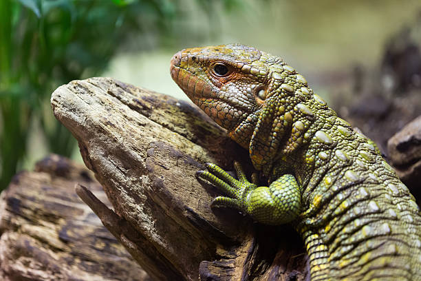istock Closeup of  Caiman Lizard 527555425