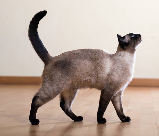 istock full length shot of  siamese cat 527555441