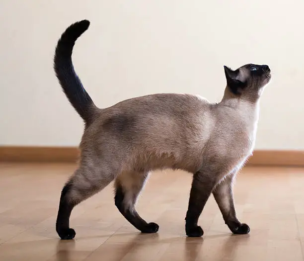 Photo of full length shot of  siamese cat