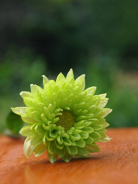 Green Chrysanthemum stock photo