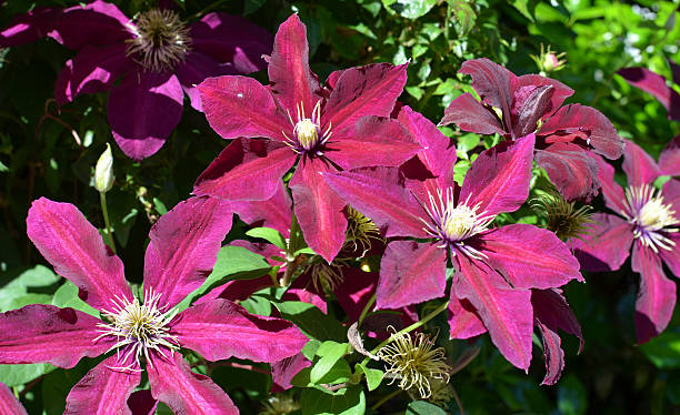 clematis stock photo