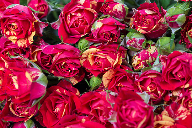 Busched 220+ Bushed Stock Photos, Pictures & Royalty-Free Images - iStock