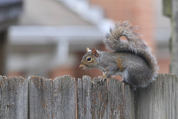 近隣のリスプライバシーフェンス - curious squirrel ストックフォトと画像