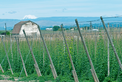 Hop vines growing on string with barn and hops processing plant in background in late spring in Yakima Vallley WA
