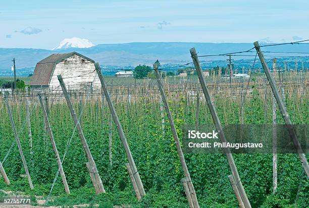 Hops And Barn In Yakima Valley Wa Stock Photo - Download Image Now - Barn, Pole, Agriculture