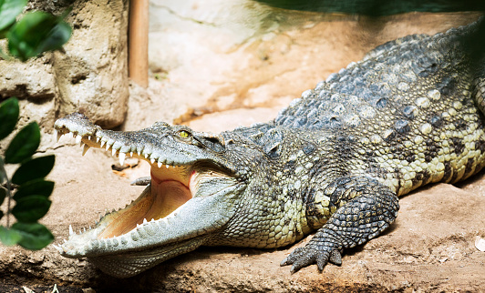 Siamese freshwater crocodile  (Crocodylus siamensis) on ground