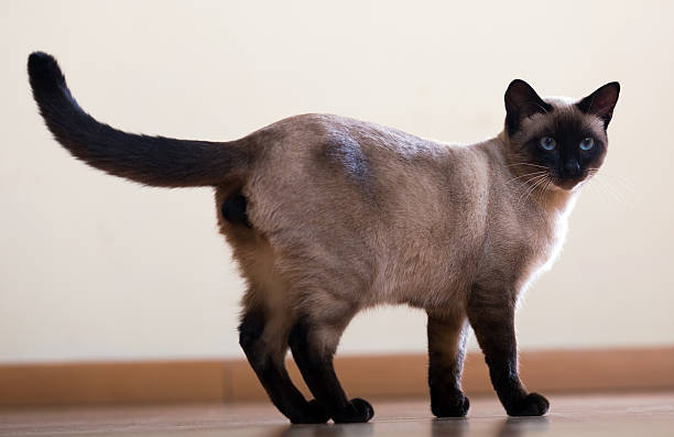 istock Standing young adult siamese cat 527558237