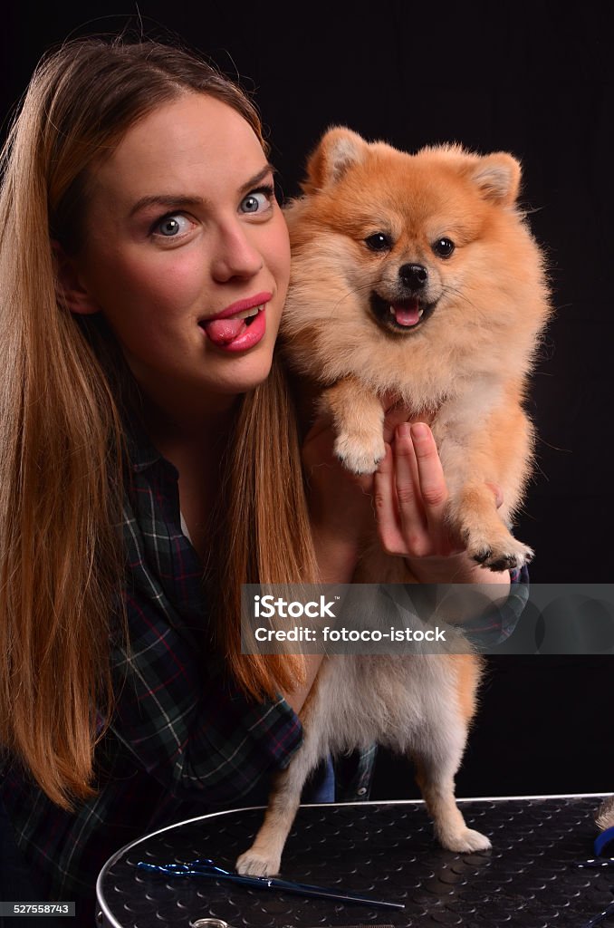 After grooming fun Beautiful young girl and Pomeranian dog in fun after successful canine styling Adult Stock Photo