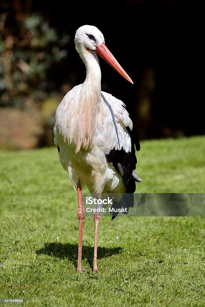 White stork on grass Closeup white stork (Ciconia ciconia) on grass and seen from front Ring - Jewelry Stock Photo