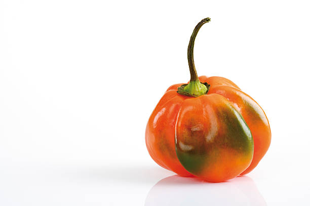 Habanero Pepper, close-up
