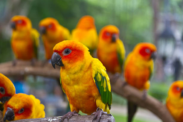 istock one conures parrots are sitting on a tree branch 527564257