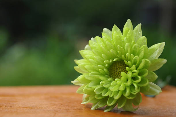 Beautiful Chrysanthemum stock photo