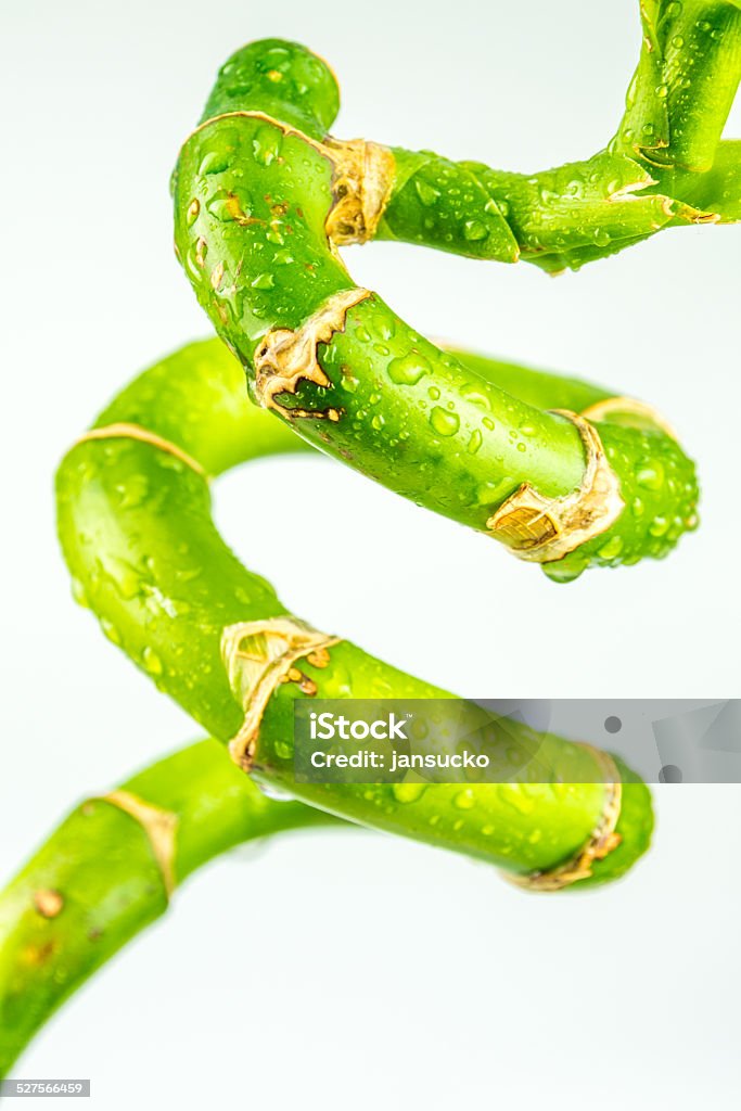 closeup look of twisted bamboo Backgrounds Stock Photo