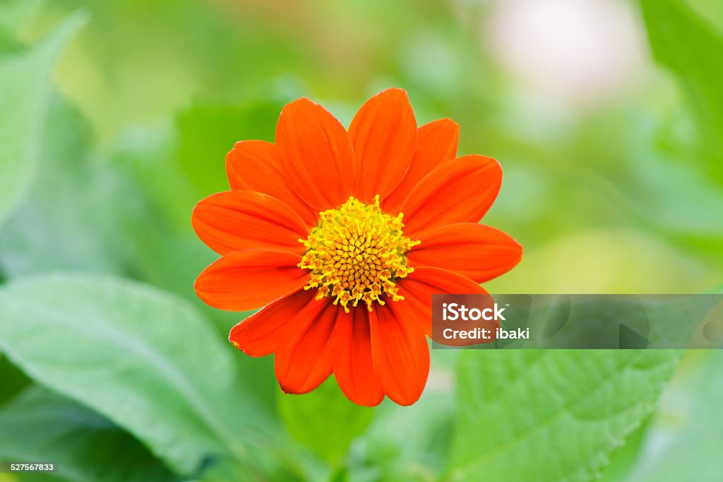 Mexican Sunflower Weed (Tithonia rotundifolia Gray) Mexican Sunflower Weed (Tithonia rotundifolia Gray). It Likes Sunflower but have a Orange and smaller petal. Agricultural Field Stock Photo