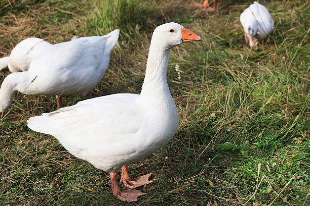istock Herd of white domestic geese 527568721