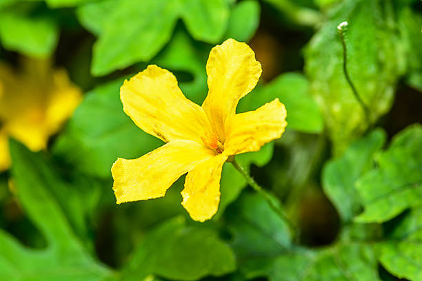 istock Flower of bitter gourd. 527569853