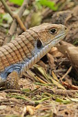 colorfull-imitat-lizzard.jpg?b=1&s=170x170&k=20&c=MFLgOklgmvc-rFFgiqWnhxA_XLWMiR4gjUTyh5j1wHY=