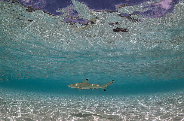 Shark perto das Maldivas - foto de acervo