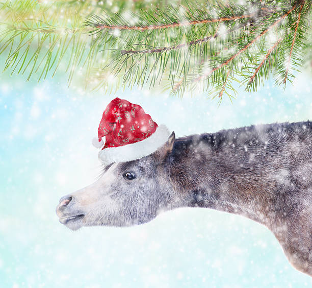 istock horse with long neck in santa hat  spruce branches, snow 527581307