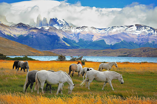 chevaux paissant dans la prairie - patagonia photos et images de collection