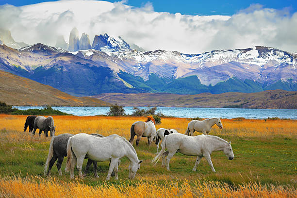 Horses grazing in a meadow stock photo