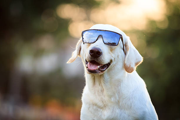 istock Beautiful Labrador portrait. 527582751