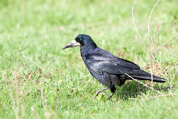 istock Corvus frugilegus, Rook. 527586415