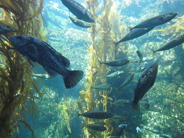 istock Fish in Kelp Aquarium 527586709