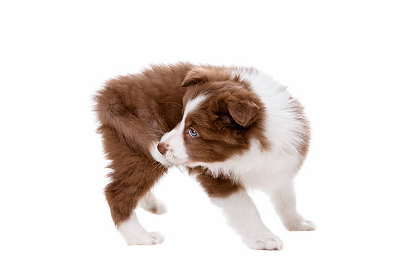 border collie cucciolo cane davanti a uno sfondo bianco - cane morde coda foto e immagini stock