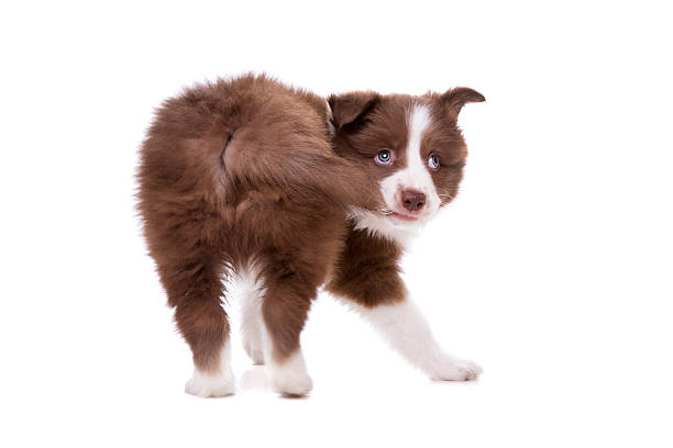 border collie cucciolo cane davanti a uno sfondo bianco - cane morde coda foto e immagini stock