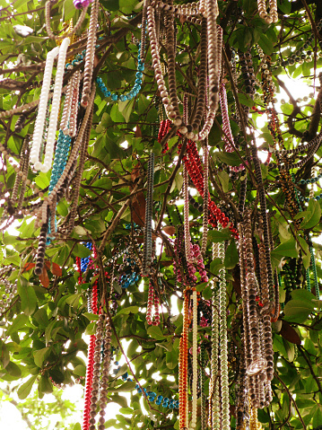 Low angle photograph of mardi gras beads and bangles on a tree in New Orleans, Louisiana. There are many strands of beads in multiple colors.
